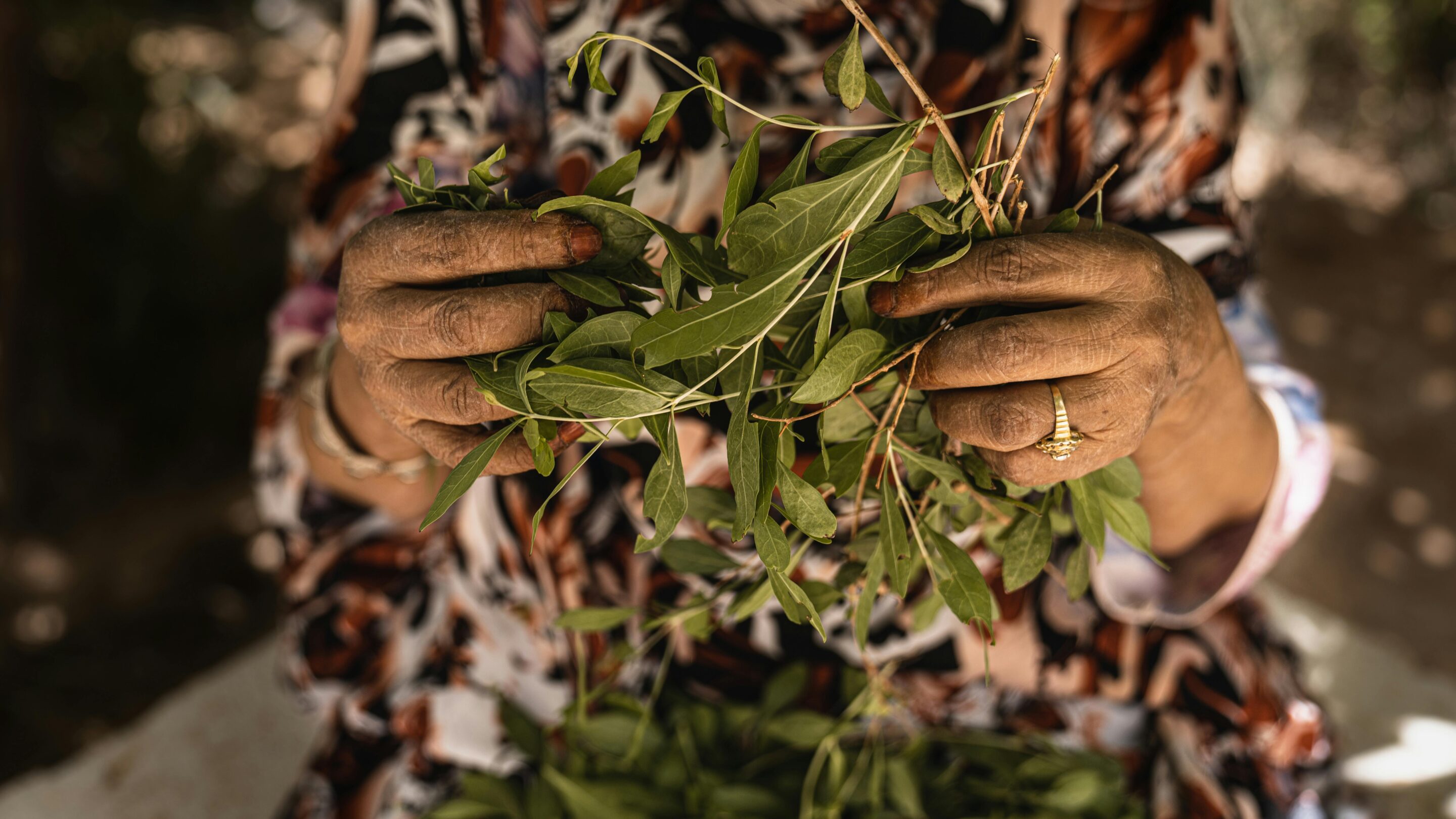 Elderly hands holding fresh green leaves, symbolizing wisdom and life.