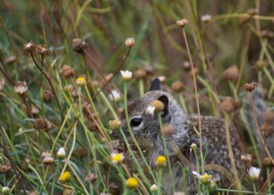 bunny eating in grass