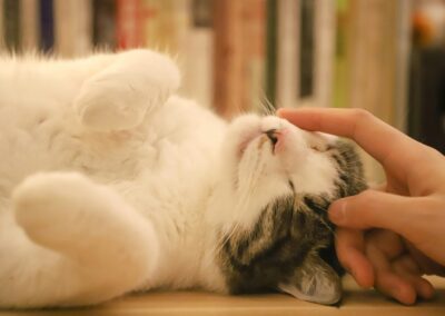 cat rolling around
