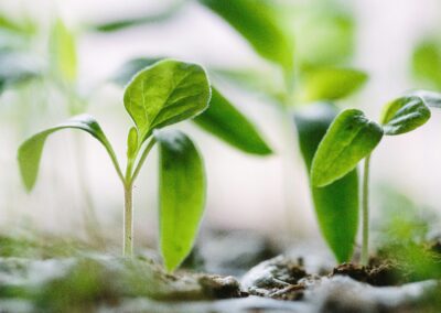 plants sprouting